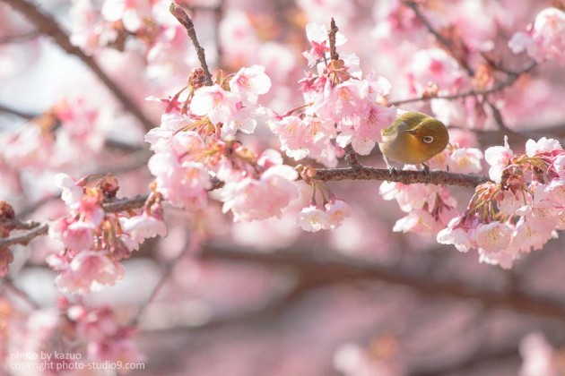 新宿御苑の寒桜とメジロ