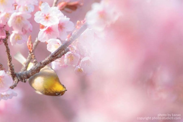 新宿御苑の寒桜とメジロ