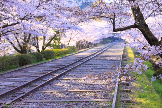 京都の桜　蹴上