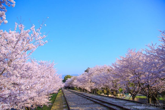 京都の桜　蹴上