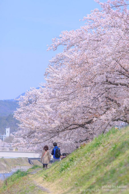 京都の桜　高野川