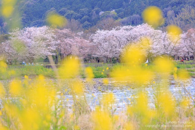 京都の桜　桂川